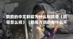 鹦鹉的中文别称为什么叫鹦哥(鹦哥怎么样)【鹦哥与鹦鹉有什么不同】