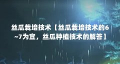 丝瓜栽培技术【丝瓜栽培技术的6~7为