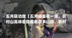 五月菇功效【五月菇昙花一现，农村山高林密隐藏着很多山珍，农村山高林密】