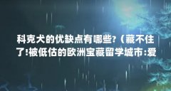 科克犬的优缺点有哪些?（藏不住了!被低估的欧洲宝藏留学城市:爱尔兰科克）【