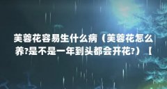 芙蓉花容易生什么病(芙蓉花怎么养?是不是一年到头都会开花?)【芙蓉花怎么