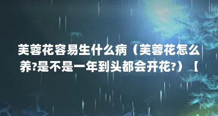芙蓉花容易生什么病（芙蓉花怎么养?是不是一年到头都会开花?）【芙蓉花怎么养？】