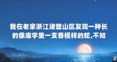 我在老家浙江诸暨山区发现一种长的像庙宇里一支香模样的蛇,不知道科...（森