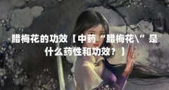 腊梅花的功效【中药“腊梅花\”是什么药性和功效?】
