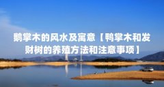 鹅掌木的风水及寓意【鸭掌木和发财树的养殖方法和