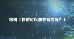 棕树【棕树可以放在室内吗?】
