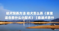 幼犬饲养方法 幼犬怎么养(家里适合养什么小型犬)【泰迪犬养什么小型犬适
