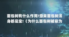面包树有什么作用?原来面包树浑身都是宝!（为什么面包树被称为面包树 面包树