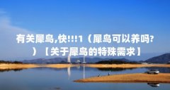 有关犀鸟,快!!!1(犀鸟可以养吗?)【关于犀鸟的特殊需求】