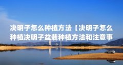 决明子怎么种植方法【决明子怎么种植决明子盆栽种植方法和注意事项和注意事