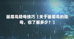 画眉鸟陪母技巧【关于画眉鸟的陪母,你了解多少?】