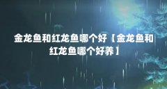 金龙鱼和红龙鱼哪个好【金龙鱼和红龙鱼哪个好养】