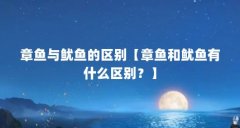 章鱼与鱿鱼的区别【章鱼和鱿鱼有什么区别?】