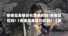 香椿是臭椿驯化而来的吗?臭椿能吃吗?（香椿与臭椿的区别）【臭椿与香椿的区