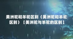 美洲驼和羊驼区别（美洲驼和羊驼区别）【美洲驼与羊驼的区别】
