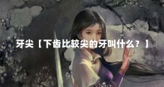 牙尖【下齿比较尖的牙叫什么?】