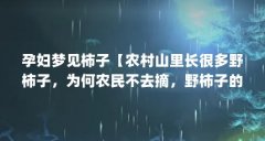 孕妇梦见柿子【农村山里长很多野柿子，为何农民不