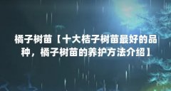橘子树苗【十大桔子树苗最好的品种，橘子树苗的养护方法介绍】