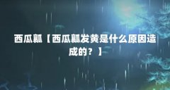 西瓜瓤【西瓜瓤发黄是什么原因造成的?】