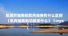 肌组织细胞和肌肉细胞有什么区别（肌肉细胞的功能是什么）【myofibroblast：肌