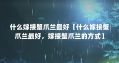 什么嫁接蟹爪兰最好【什么嫁接蟹爪兰最好，嫁接蟹爪兰的方式】