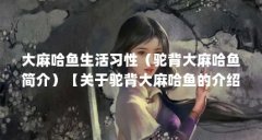 大麻哈鱼生活习性（驼背大麻哈鱼简介）【关于驼背大麻哈鱼的介绍】