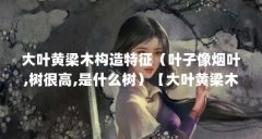 大叶黄梁木构造特征(叶子像烟叶,树很高,是什么树)【大叶黄梁木构造特征叶