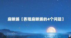 麻蜥蜴【养殖麻蜥蜴的4个问题】