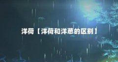 洋荷【洋荷和洋葱的区别】