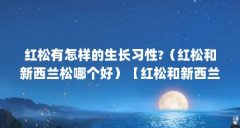红松有怎样的生长习性?(红松和新西兰松哪个好)【红松和新西兰松哪个好】
