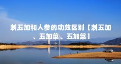 刺五加和人参的功效区别【刺五加、五加菜、五加菜】