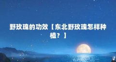 野玫瑰的功效【东北野玫瑰怎样种植?】