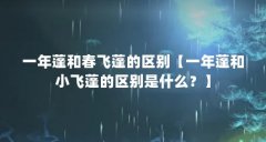 一年蓬和春飞蓬的区别【一年蓬和小飞蓬的区别是什么？】