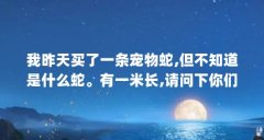 我昨天买了一条宠物蛇,但不知道是什么蛇。有一米长,请问下你们的知道是...(