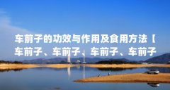 车前子的功效与作用及食用方法【车前子、车前子、车前子、车前子、车前子有