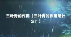 三叶青的作用【三叶青的作用是什么?】