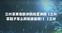 三叶草黄色欧洲码和亚洲码（三叶草鞋子怎么辨别真假啊!）【三叶草黄色欧洲