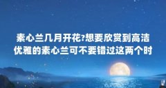 素心兰几月开花?想要欣赏到高洁优雅的素心兰可不要错过这两个时期了...(魔