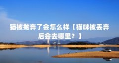 猫被抛弃了会怎么样【猫咪被丢弃后会去哪里？】