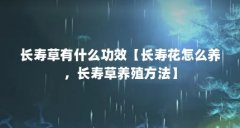 长寿草有什么功效【长寿花怎么养，长寿草养殖方法】
