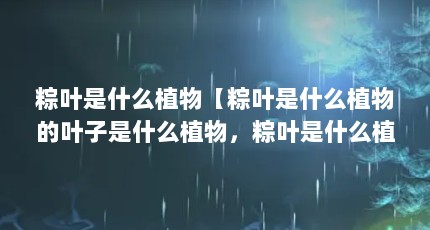 粽叶是什么植物【粽叶是什么植物的叶子是什么植物，粽叶是什么植物的叶子】